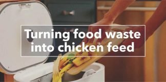 Waste-Based Chicken Feed: A Sustainable & Economical Alternative