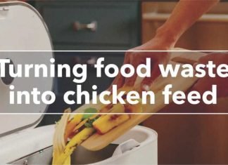 Waste-Based Chicken Feed: A Sustainable & Economical Alternative