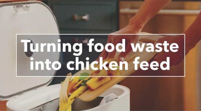 Waste-Based Chicken Feed: A Sustainable & Economical Alternative