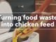 Waste-Based Chicken Feed: A Sustainable & Economical Alternative