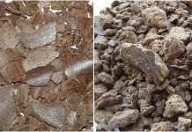 Pioneering the Journey from Cooking Oil to Cattle Feed