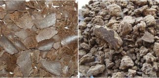 Pioneering the Journey from Cooking Oil to Cattle Feed