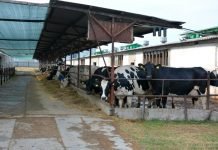 The Bengal govt plans to construct a dairy facility in Haringhata, costing Rs 65 crore