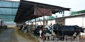 The Bengal govt plans to construct a dairy facility in Haringhata, costing Rs 65 crore