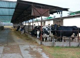 The Bengal govt plans to construct a dairy facility in Haringhata, costing Rs 65 crore