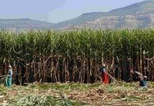 Monsoon woes: Sugarcane shortage may reduce ethanol blending