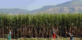 Monsoon woes: Sugarcane shortage may reduce ethanol blending