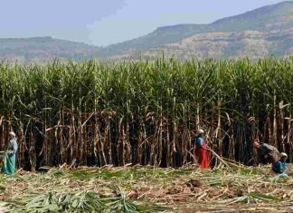 Monsoon woes: Sugarcane shortage may reduce ethanol blending