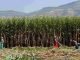 Monsoon woes: Sugarcane shortage may reduce ethanol blending