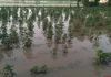 Rainfall caused heavy losses to cotton, moong and maize farmers in Punjab
