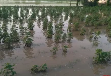 Rainfall caused heavy losses to cotton, moong and maize farmers in Punjab
