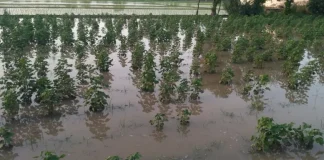 Rainfall caused heavy losses to cotton, moong and maize farmers in Punjab