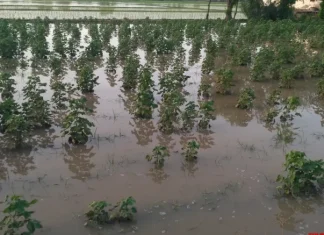 Rainfall caused heavy losses to cotton, moong and maize farmers in Punjab
