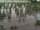 Rainfall caused heavy losses to cotton, moong and maize farmers in Punjab