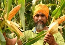 PAU Experts Push to Ban Spring Maize in Punjab