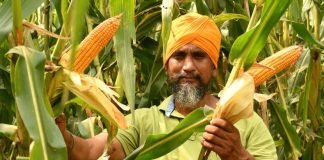 PAU Experts Push to Ban Spring Maize in Punjab