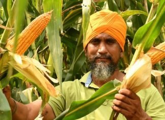 PAU Experts Push to Ban Spring Maize in Punjab