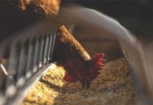 IVPI Response to Concerns of AMR from Chicken Consumption & Antibiotics Use in Poultry Production