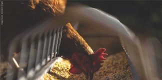 IVPI Response to Concerns of AMR from Chicken Consumption & Antibiotics Use in Poultry Production