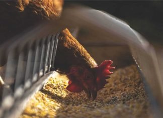 IVPI Response to Concerns of AMR from Chicken Consumption & Antibiotics Use in Poultry Production