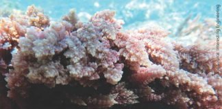 Red Sea Plume Can Reduce Green House Gas Emissions by up to 50%