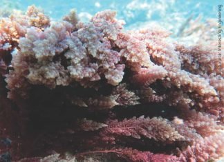 Red Sea Plume Can Reduce Green House Gas Emissions by up to 50%