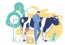 A Better Livestock Budget Can Ensure Nutritional Security & Multiplied Farmers’ Profits