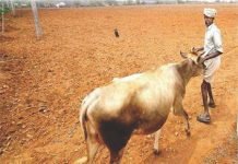 Joint Efforts Needed to Curb Fodder Deficit