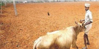 Joint Efforts Needed to Curb Fodder Deficit