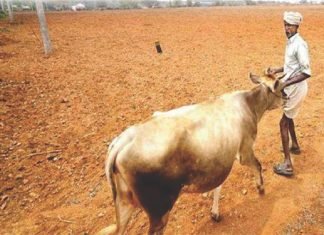 Joint Efforts Needed to Curb Fodder Deficit