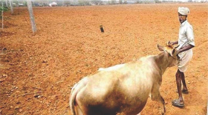 Joint Efforts Needed to Curb Fodder Deficit