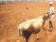 Joint Efforts Needed to Curb Fodder Deficit