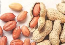 Robust Demand for Indian Groundnuts in SE Asia