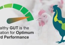 Role of Microbiota in Shaping Poultry Gut Health