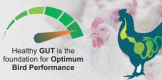 Role of Microbiota in Shaping Poultry Gut Health