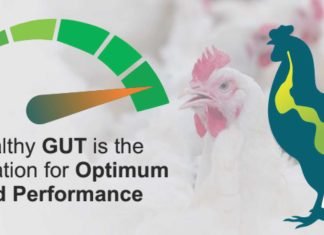 Role of Microbiota in Shaping Poultry Gut Health
