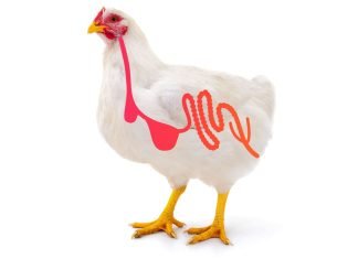 Gut Health Today, AMR Tomorrow – Challenges to be Addressed.