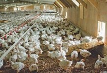 Indian Poultry Sector – The Growth Engine for Better Farm Income