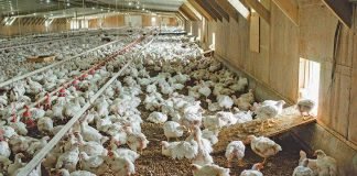 Indian Poultry Sector – The Growth Engine for Better Farm Income