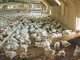 Indian Poultry Sector – The Growth Engine for Better Farm Income