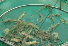 Flat vannamei prices leave Indian farmers eating costs in painful year