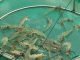 Flat vannamei prices leave Indian farmers eating costs in painful year