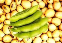 Kharif Season Update on Soybeans from SOPA