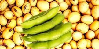 Kharif Season Update on Soybeans from SOPA