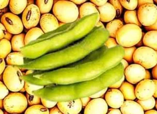 Kharif Season Update on Soybeans from SOPA