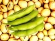 Kharif Season Update on Soybeans from SOPA