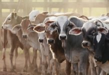 Livestock sector demonstrated remarkable growth, boasting a CAGR of 7.67% from 2014-15 to 2021-22