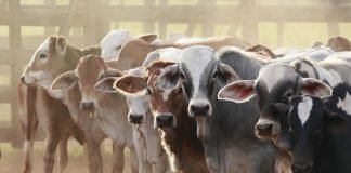 Livestock sector demonstrated remarkable growth, boasting a CAGR of 7.67% from 2014-15 to 2021-22