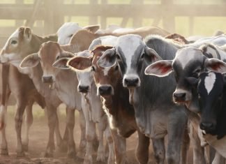 Livestock sector demonstrated remarkable growth, boasting a CAGR of 7.67% from 2014-15 to 2021-22