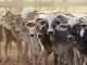 Livestock sector demonstrated remarkable growth, boasting a CAGR of 7.67% from 2014-15 to 2021-22
